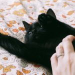 Pet Provisions - Free stock photo of black cat, cat, feline